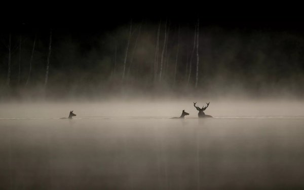 «Το Τραγούδι του Δάσους» από την Κινηματογραφική Λέσχη Αργοστολίου