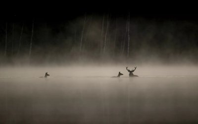 «Το Τραγούδι του Δάσους» από την Κινηματογραφική Λέσχη Αργοστολίου