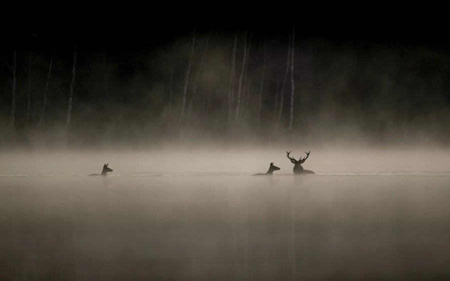 «Το Τραγούδι του Δάσους» από την Κινηματογραφική Λέσχη Αργοστολίου