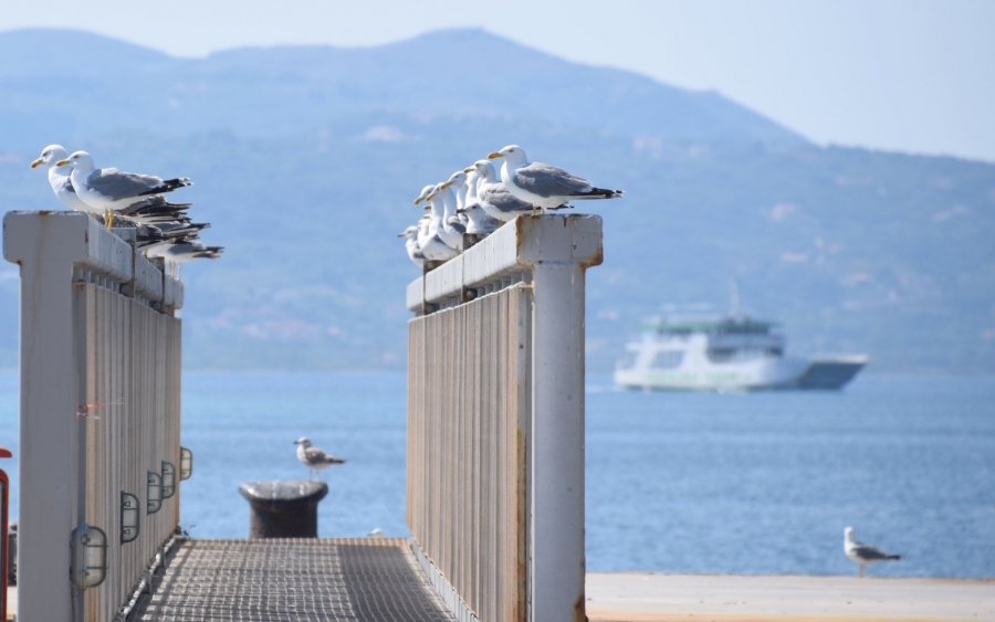 Οι γλάροι ως παρατηρητές στο λιμάνι του Αργοστολίου (εικόνες)