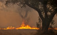Λαϊκή Συσπείρωση Ληξουρίου: «Αιδώς, Αργείοι…» για την πυρκαγιά στον Αθέρα