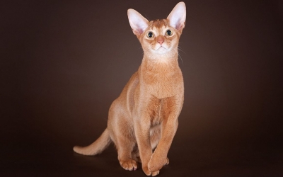 Γάτα Αβησσυνίας: Αριστοκρατική και απίστευτα περίεργη