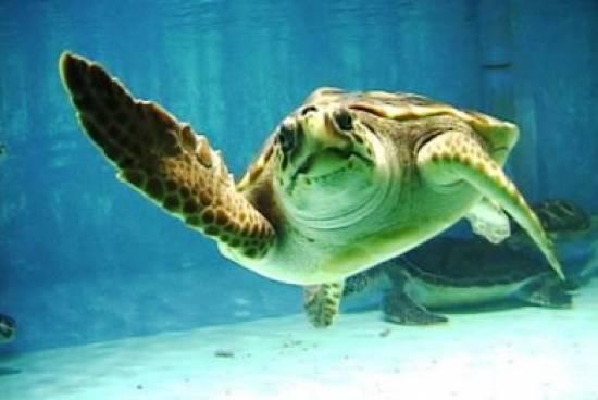 Ο άδικος θάνατος μιας θαλάσσιας χελώνας στη Ζάκυνθο