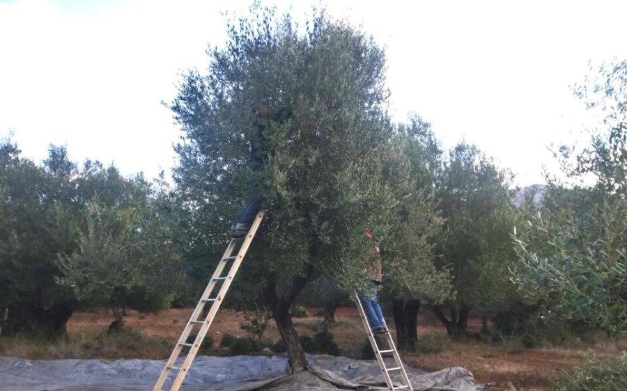 Σάμη: Μειωμένη φέτος η συγκομιδή της ελιάς στα Πουλάτα