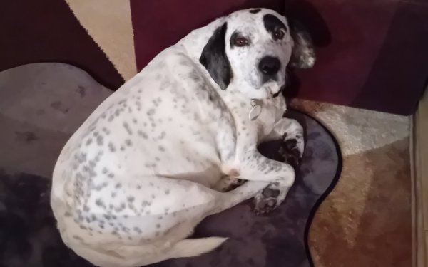 Χάθηκε σκυλάκι από τα Χελμάτα το βράδυ της Ανάστασης