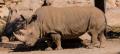 Πέθανε ακόμη ένας λευκός ρινόκερος: Έμειναν μόνο 5 σε όλο τον κόσμο! [βίντεο]