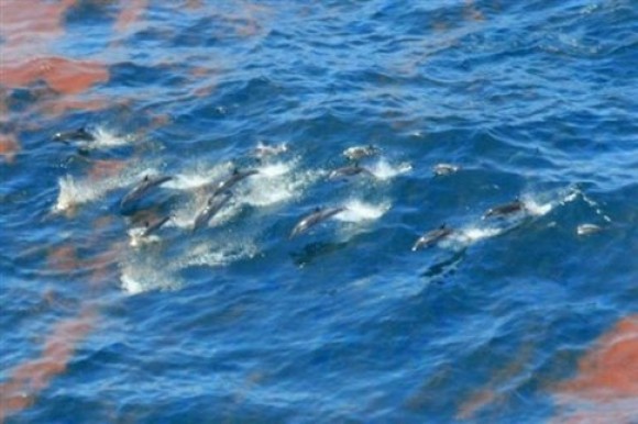 Μαζικός θάνατος δελφινιών αποδίδεται στην πετρελαιοκηλίδα της BP