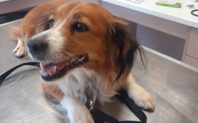 Βρέθηκε σκυλίτσα στις Μηνιές- Αναζητείται ο ιδιοκτήτης της