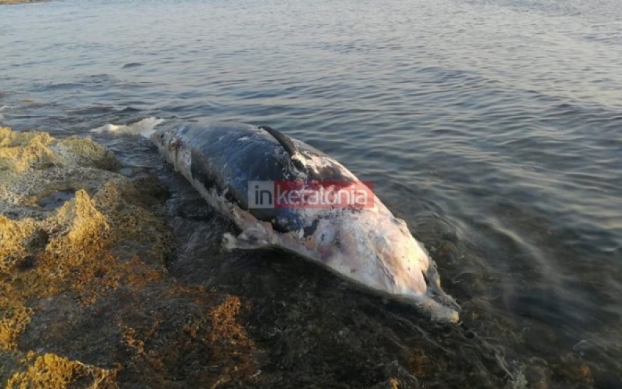 Εδώ και μια εβδομάδα, το νεκρό δελφίνι σε αποσύνθεση παραμένει στην Κουνόπετρα, θα ασχοληθεί κανείς; (σκληρές εικόνες)