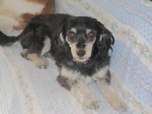 Χάθηκε η Φρίντα - Άμεση ανάγκη να βρεθεί (ΑΝΑΝΕΩΜΕΝΟ)