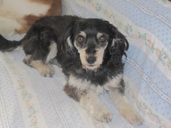 Χάθηκε η Φρίντα - Άμεση ανάγκη να βρεθεί (ΑΝΑΝΕΩΜΕΝΟ)