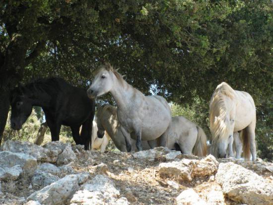 Ο Φορέας Διαχείρησης Αίνου στο Facebook (video + pics)