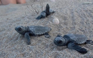 Πρώτη φωλιά θαλάσσιας χελώνας στην Κεφαλονιά