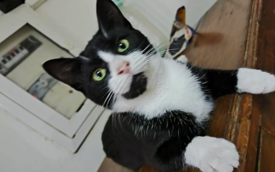 Χάθηκε γατάκι στο Αργοστόλι