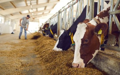 Ε.Α.Σ.: Δωρεάν αιτήσεις για Επιδότηση ζωοτροφών στους ντόπιους Αιγοπροβατοτρόφους