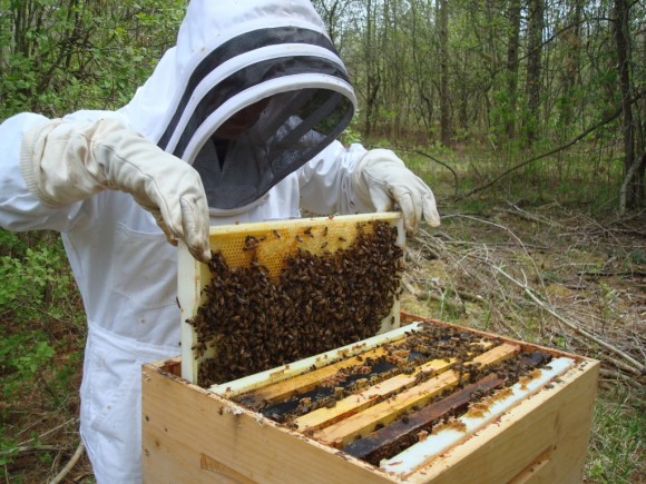 H Π.Ε. Κεφαλονιάς-Ιθάκης ενημερώνει τους Μελισσοκόμους