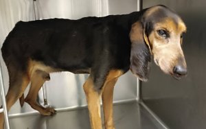 Σκυλί σε άθλια κατάσταση στα Μαυράτα – Αναζητείται ιδιοκτήτης και άμεση φιλοξενία