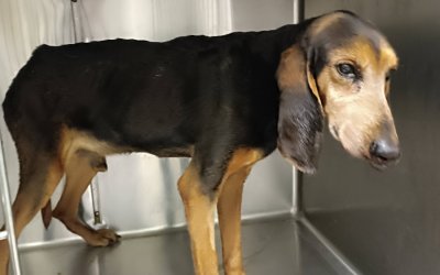 Σκυλί σε άθλια κατάσταση στα Μαυράτα – Αναζητείται ιδιοκτήτης και άμεση φιλοξενία