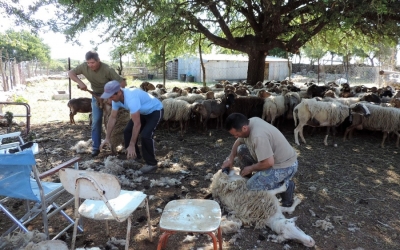 Παραδοσιακό κούρεμα προβάτων στην Ανωγή Ιθάκης (εικόνες)