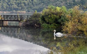 Κόμμα για τα ζώα: Επιμένουμε όχι πολιτιστικές εκδηλώσεις στον Κούταβο