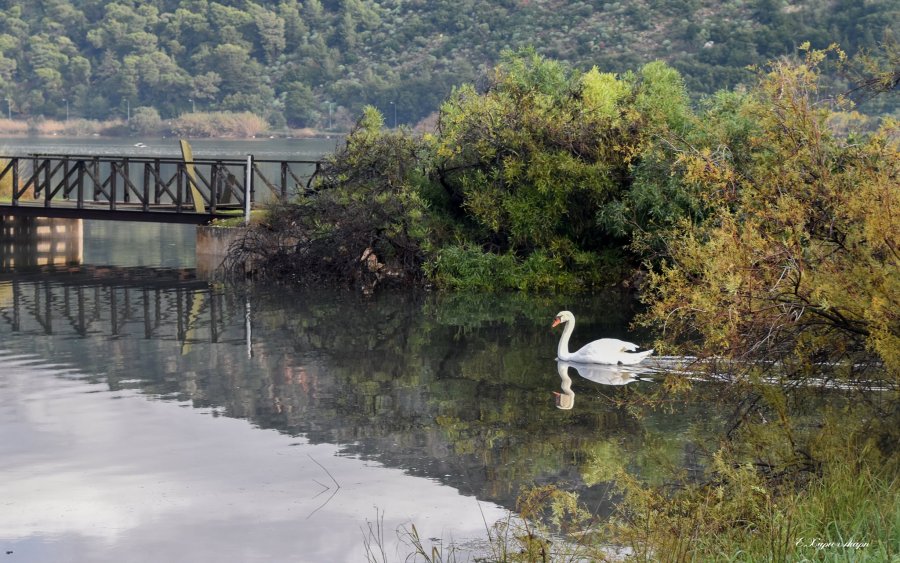 Κόμμα για τα ζώα: Επιμένουμε όχι πολιτιστικές εκδηλώσεις στον Κούταβο