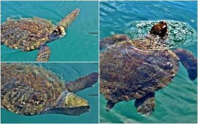 Η συμπαθέστατη θαλάσσια χελώνα ξανά στα γνώριμα νερά του Αργοστολίου (εικόνες)