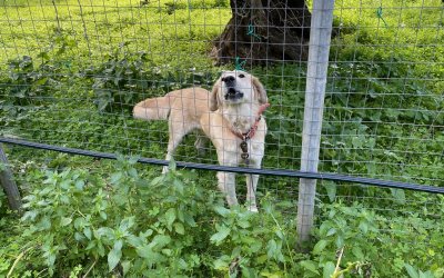 Δήμος Αργοστολίου: Σκύλος βρίσκεται εγκλωβισμένος σε περιφραγμένο οικόπεδο - Τον αναζητά κανείς;