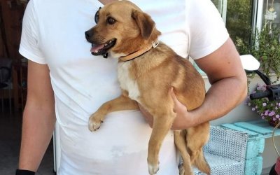 Βρέθηκε σκυλάκι στο Φισκάρδο - Αναζητείται ο ιδιοκτήτης