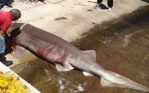 Εξαβράγχιος Καρχαρίας πιάστηκε στην Ιθάκη! (εικόνες)