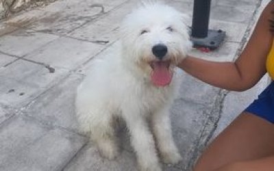 Αυτός ο σκυλάκος εμφανίστηκε πάνω από την πλατεία Αργοστολίου - Τον αναζητά κανείς;