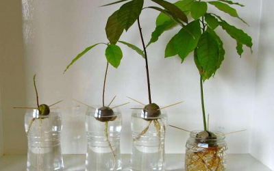 Φυτέψτε το δικό σας φυτό αβοκάντο από ένα κουκούτσι