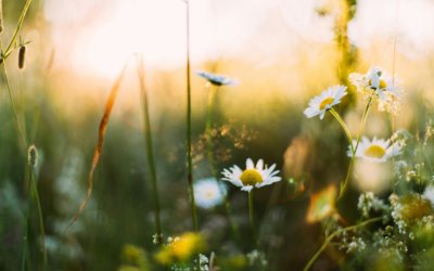 Eαρινή Ισημερία 2026: Τι ώρα μπαίνει επίσημα η άνοιξη