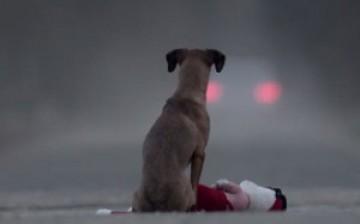 Διδακτικό βίντεο για την εγκατάλειψη των σκύλων!