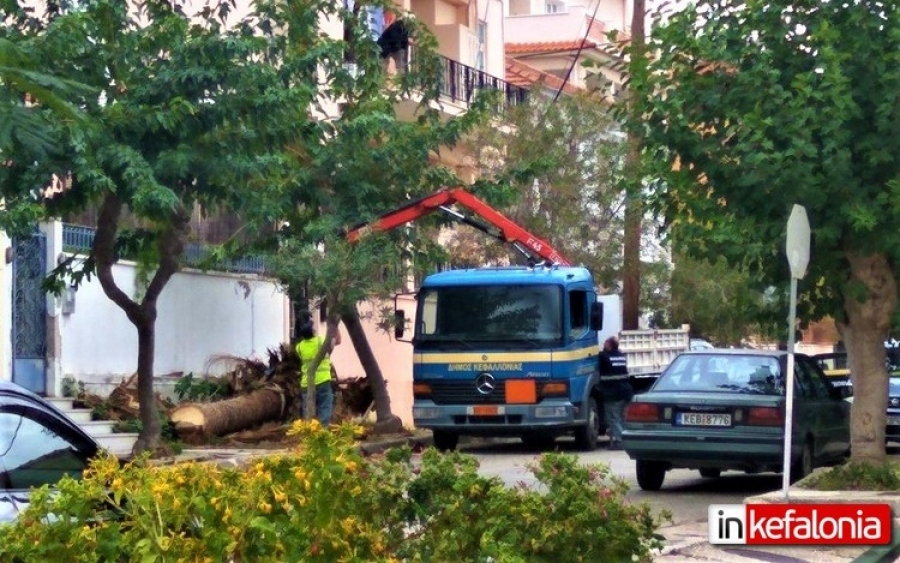 Ένας ακόμα φοίνικας στο Αργοστόλι, έπεσε θύμα του «Κόκκινου Σκαθαριού»