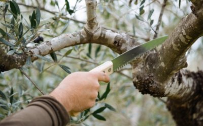 Δήμος Σάμης: Πώς πρέπει να χειρίζονται οι δημότες τα κλαδέματα ελιάς