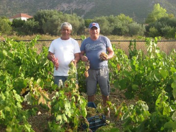 Τρύγος στα Τζαννάτα! (εικόνες)