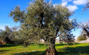 Η Κίνηση Πολιτών Σάμης για την «Δακοκτονία και Ελαιοπροστασία»