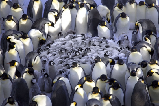 Οι πιγκουίνοι ζεσταίνουν τα μωρά τους!
