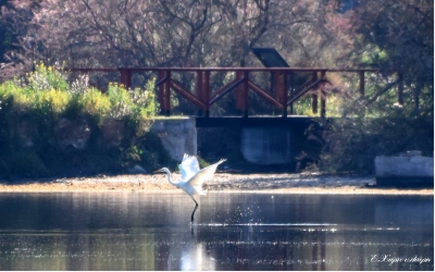 Άλλη μια βόλτα προς το... Κυκνονήσι του Κουτάβου (εικόνες)