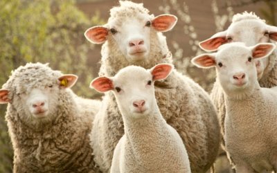 Δήμος Σάμης: Ενημέρωση Κτηνοτρόφων για την Ευλογιά των Προβάτων