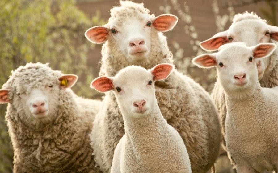 Δήμος Σάμης: Ενημέρωση Κτηνοτρόφων για την Ευλογιά των Προβάτων