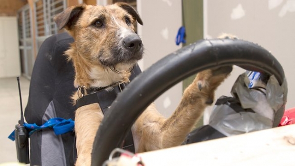 Σχολή οδηγών για σκύλους στη Νέα Ζηλανδία
