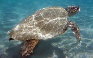 Νεκρή θαλάσσια χελώνα εντοπίστηκε στο Αργοστόλι