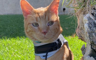 Χάθηκε γάτος στη Ρίζα Θηνιάς - Δίνεται αμοιβή