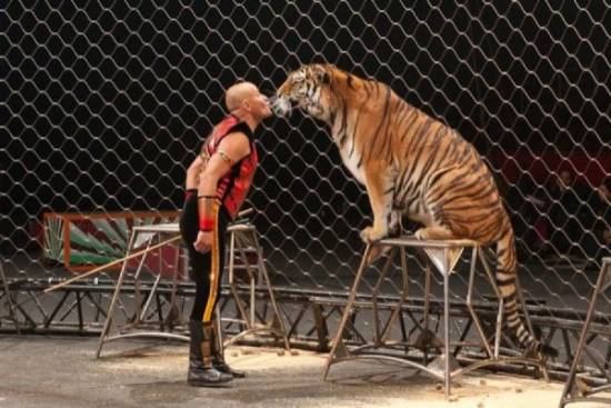 Tίγρης σε τσίρκο κατασπάραξε τον εκπαιδευτή της! (video)