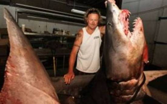 Έπιασαν γιγάντιο καρχαρία, μήκους 3,3 μέτρων! (video)