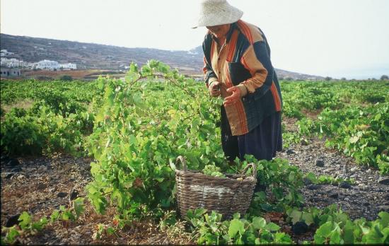 Από την Τρίτη ξεκινάει η πληρωμή της προκαταβολής της ενιαίας ενίσχυσης