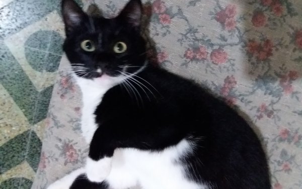 Χάθηκε ο γατούλης της φωτογραφίας - Μάλλον είναι χτυπημένος