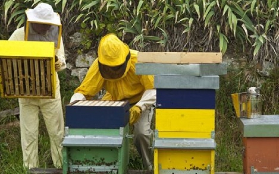 Τήρηση Μητρώου Φαρμακευτικής Αγωγής Εκτροφής Μελισσών