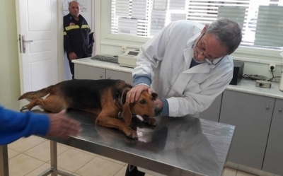 Ένορκη κατάθεση από αυτόπτη μάρτυρα για τον δράστη που χτύπησε θανάσιμα τον σκύλο "Πυροσβέστη"